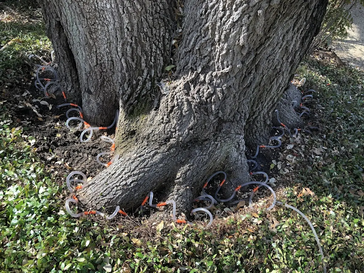 Detailed Tree Cabling and Bracing job site in Cranford